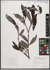 Foto von Salix L.